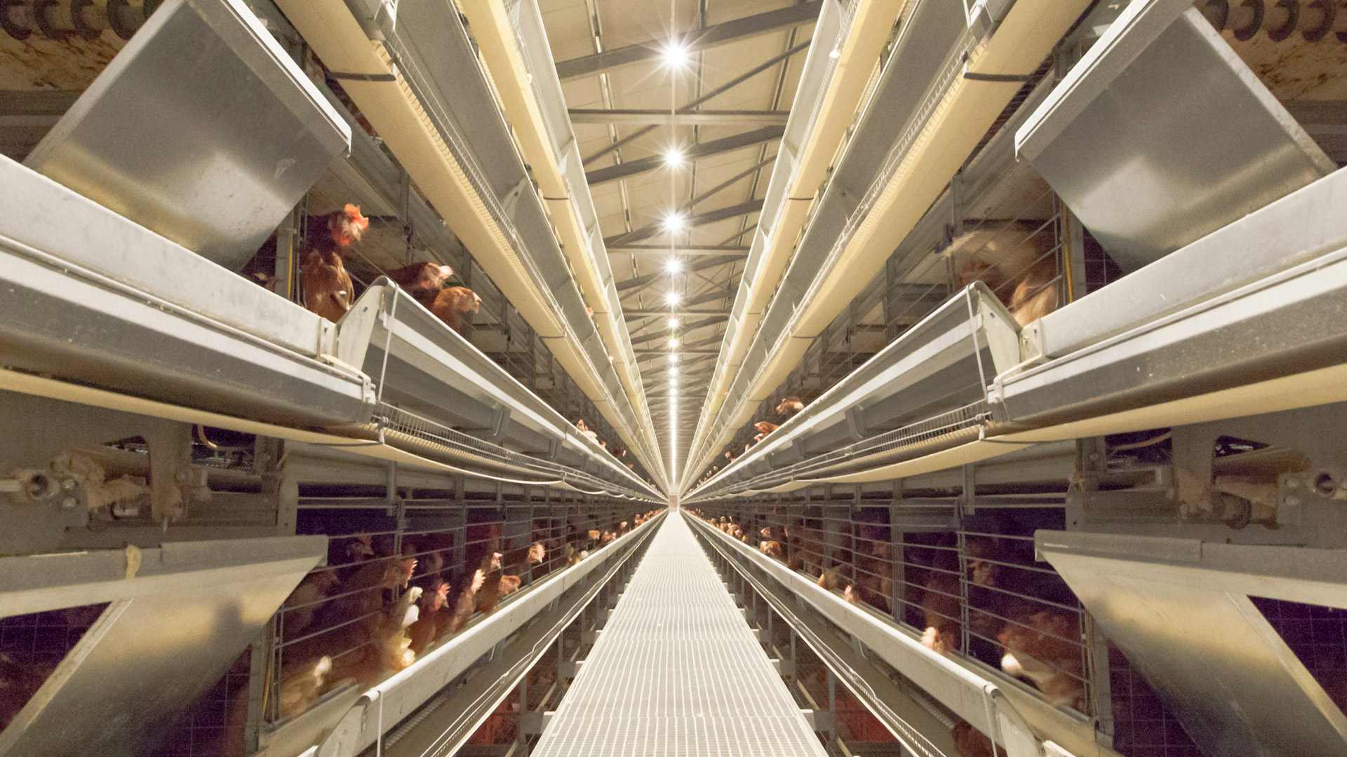 the new generation of poultry lighting